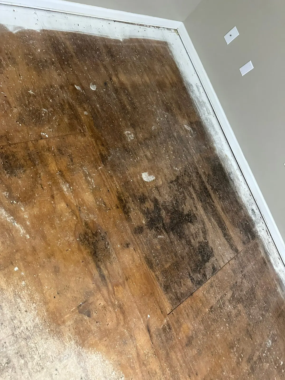 Whole-House Floor Tear-Out, New Subfloor and Wood-Look Plank — Demo photo 16